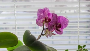 Przygotuj domowy syrop, a storczyk szybko odżyje i obficie zakwitnie.