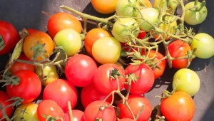 Uprawa pomidorów zimą na parapecie. Sposób na niepryskane owoce