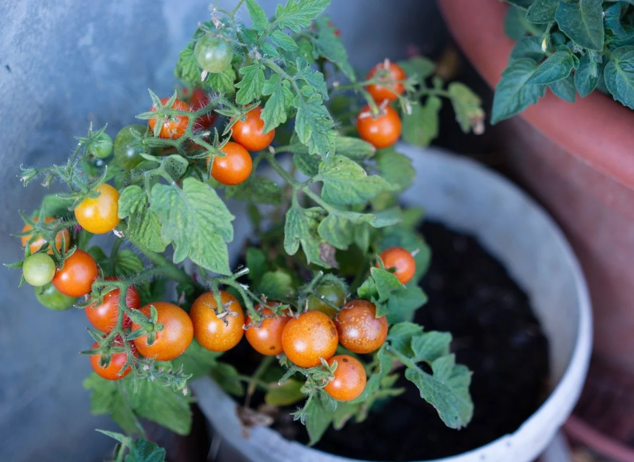 Pomidory najlepiej posadzić w doniczce 5-litrowej, w żyznej i dobrze przepuszczalnej ziemi.