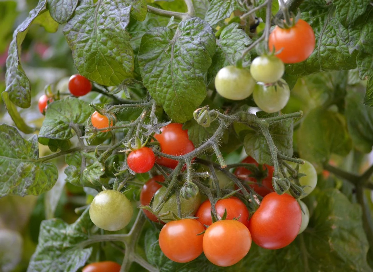 Pomidory wysiane w domu i odpowiednio pielęgnowane mogą zacząć owocować już po 10 tygodniach.