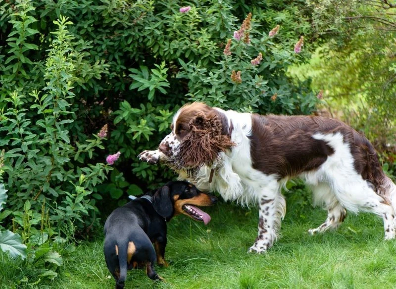 Ciekawym spojrzeniem jest otwarcie ogrodu dla zwierząt - ma być przyjazny i bezpieczny do odpoczynku, zabawy, być w nim razem