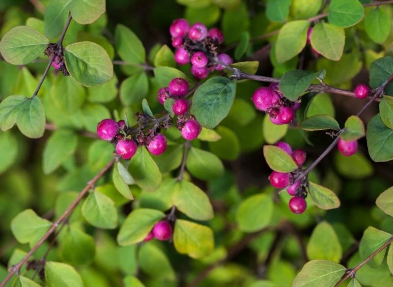 Śnieguliczka koralowa może być uprawiana w formie żywopłotu