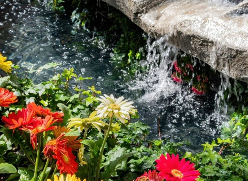 W ogrodzie w trendach 2025 roku tradycyjne kwiaty mogą rosnąć nad wodą, to jeszcze bardziej naturalna kompozycja