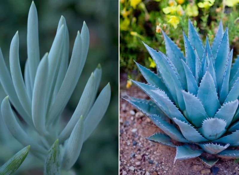 Kolor morski wprowadzisz do ogrodu z pomocą traw, sukulentów oraz oryginalnych odmian agawy