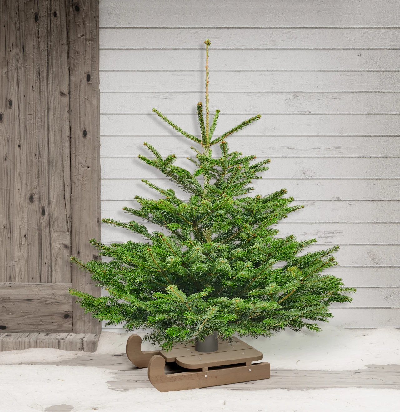 Pachnąca choinka to jeden z symboli świąt Bożego Narodzenia