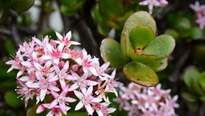 Jak pielęgnować grubosza i co robić,  żeby zakwit?