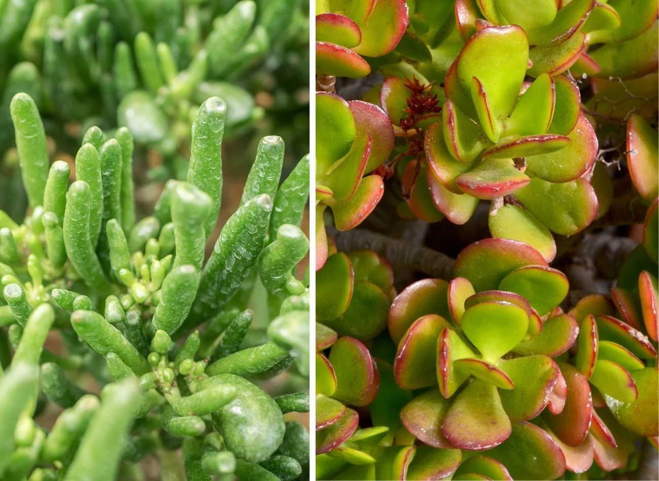 Ciekawe odmiany grubosza to "Hobbit' i "Varietega"