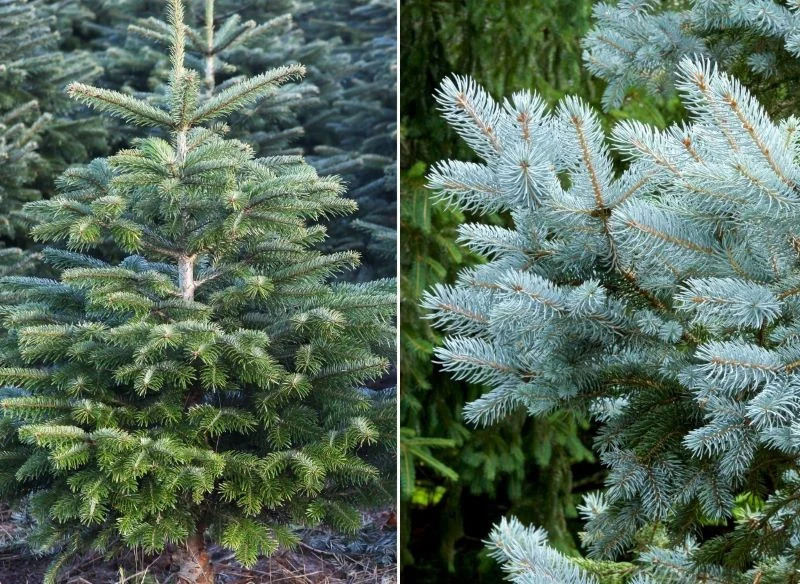 Jodły i świerki łatwo da się rozróżnić nie tylko po pokroju, lecz także po wyglądzie gałęzi oraz twardości igieł
