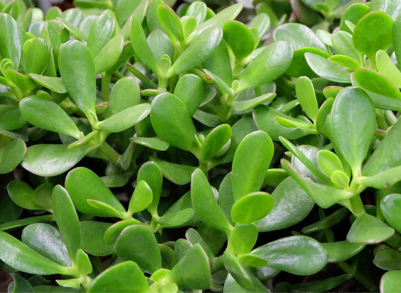 Grubosz jajowaty potrzebuje dużo światła i niewiele wody. Łatwo go przelać i zniszczyć.