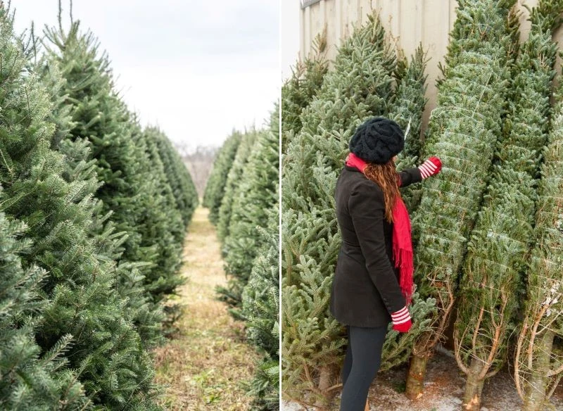 Zarówno drzewka cięte, jak i w doniczkach mają swoje wady i zalety