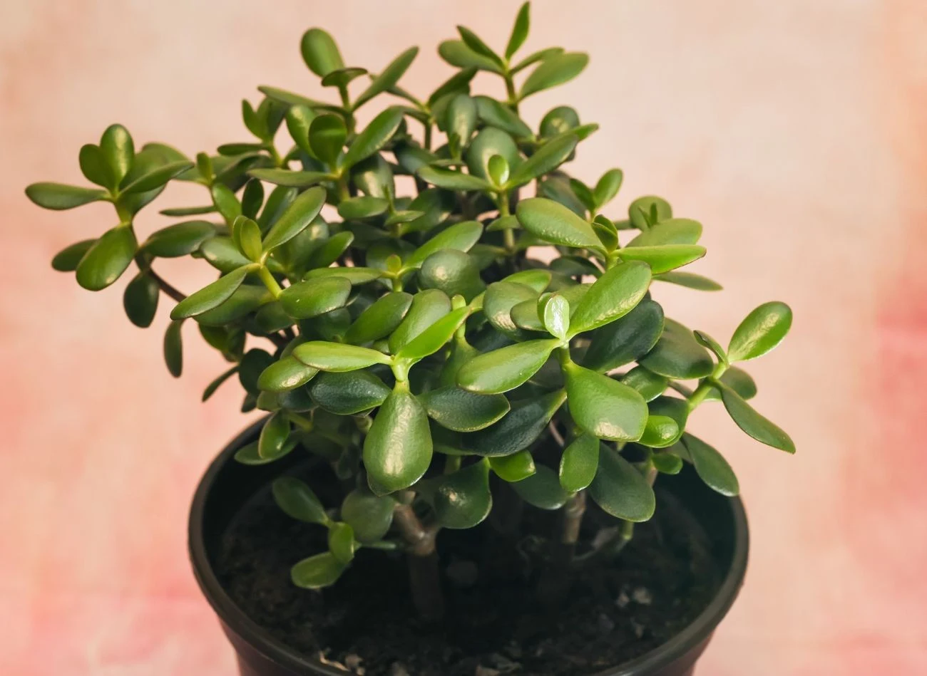 Warto przycinać grubosza, by nadać mu charakterystyczny wygląd bonsai