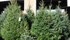 Po kupieniu żywej choinki trzeba ją zahartować.