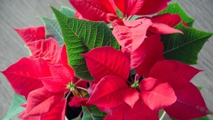 Podpowiadamy, jak przedłużyć kwitnienie gwiazdy betlejemskiej.