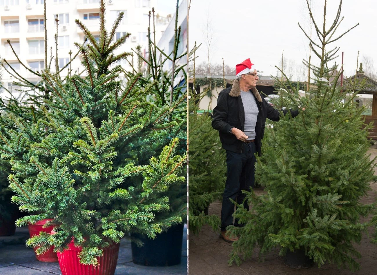 Choinka w donicy i cięt wymagają inne pielęgnacji. Fot. mladn/I. Wiernik van Veten