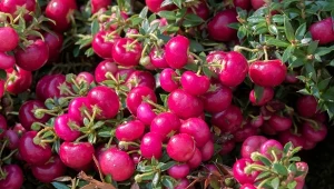 Golteria rozesłana. Jak pielęgnować krzewinkę?