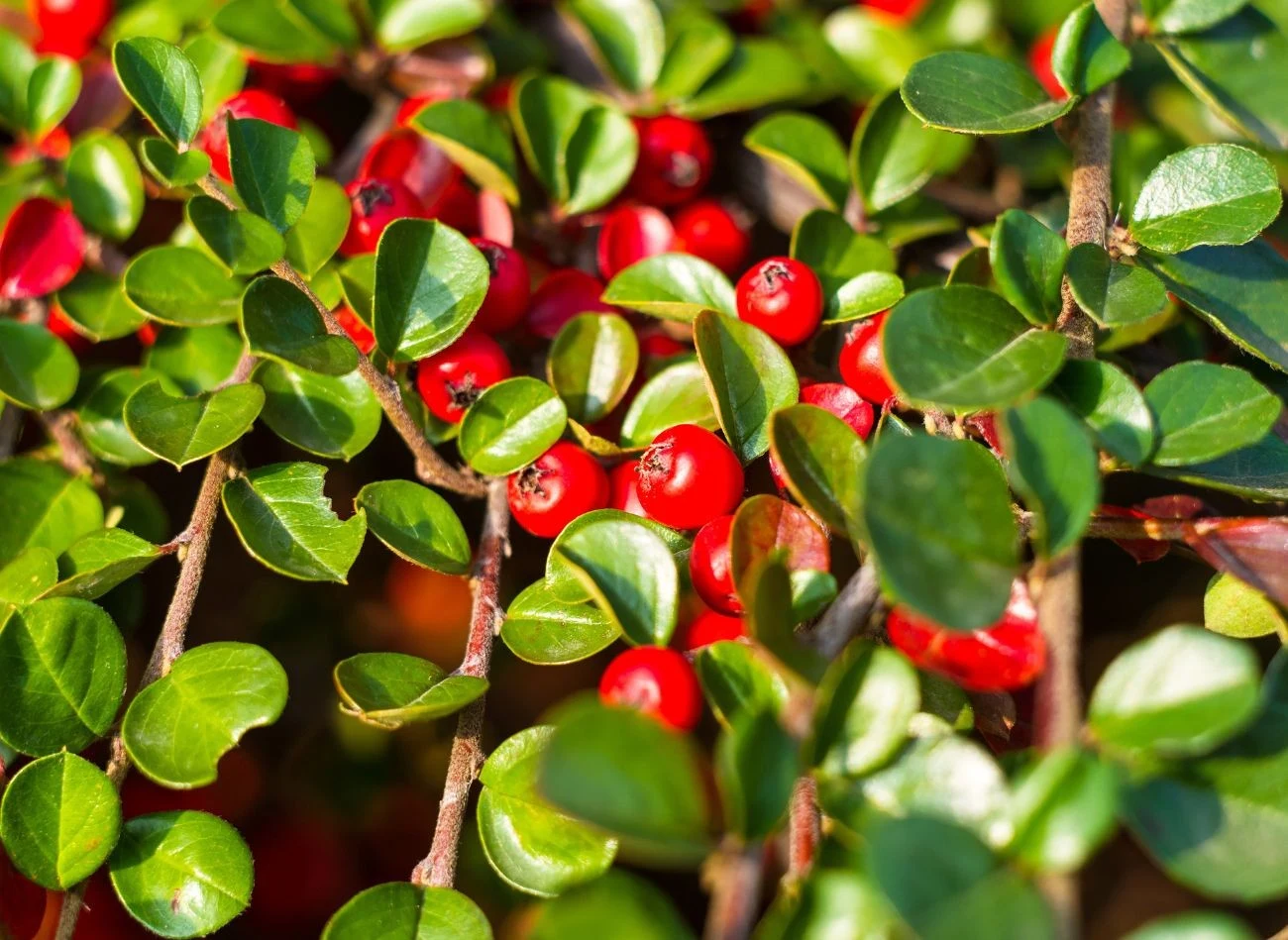 Golteria elegancko prezentuje się w ogrodzie, w zimowym anturażu.