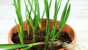 Wyjaśniamy, jak uprawiać czosnek w doniczce krok po kroku.