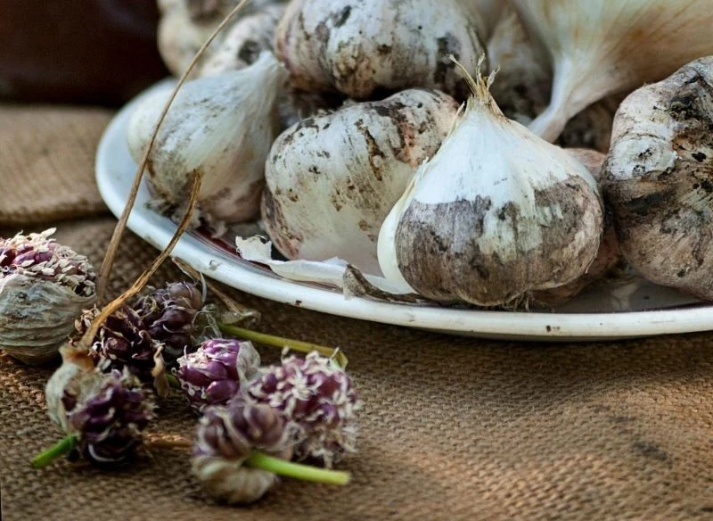 Do sadzenia możemy wykorzystać zdrowe ząbki czosnku lub cebulki powietrzne wytwarzane przez odmiany ozime