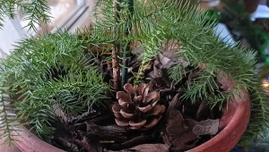 Szyszka w doniczce z rośliną to nie tylko naturalna, subtelna dekoracja. Ma jeszcze jedno zastosowanie./deccoria.pl