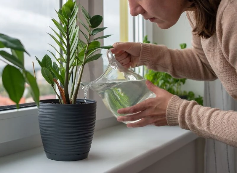 Zimą należy uważniej i ostrożniej podlewać rośliny doniczkowe