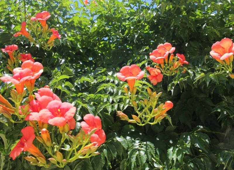 Kwiaty milinu w miesiącach letnich będą tworzyć wspaniałą dekorację żywopłotu