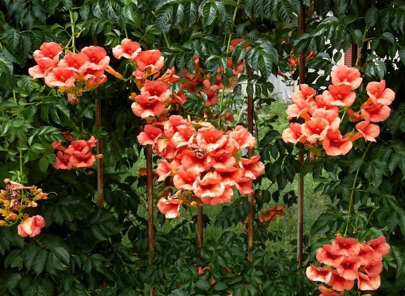 Pędy milinu przycinane regularnie wydają więcej kwiatów, a tym samym tworzą dekorację i uszczelniają zasłonę dla liściastego żywopłotu