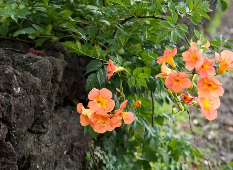 Milin potrafi piąć się po wysokich podporach, ale estetycznie okryje też niskie, kamienne lub murowane parkany