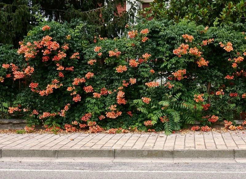 Zamiast tui czy bukszpanu posadź przy ogrodzeniu sadzonki milinu amerykańskiego