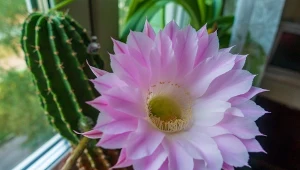 Echinopsis Eyriesa wytwarza okazałe kwiaty o przyjemnym zapachu.