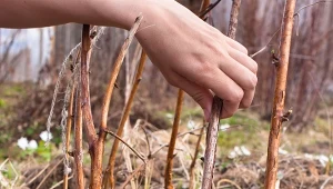 Jak zadbać o maliny przed zimą, by dobrze plonowały w przyszłym sezonie? Co trzeba zrobić w grudniu?