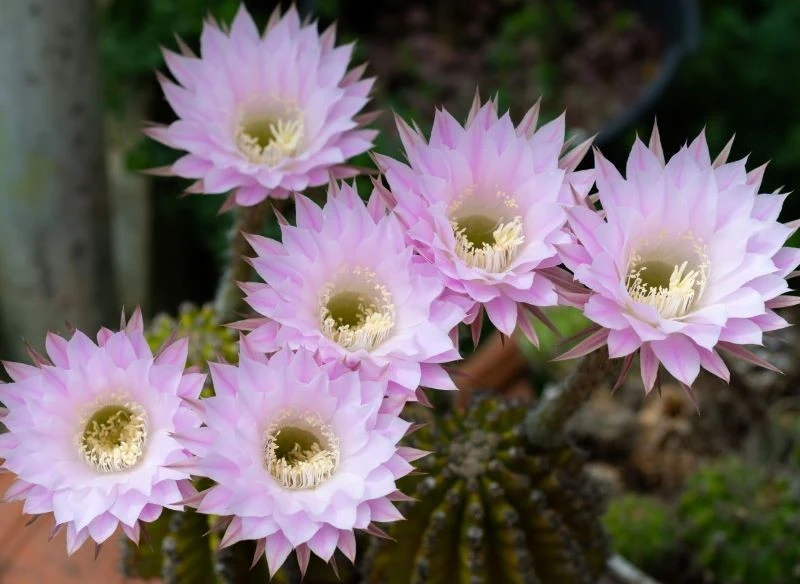 Echinopsis Eyriesa często wytwarza kilka kwiatów równocześnie