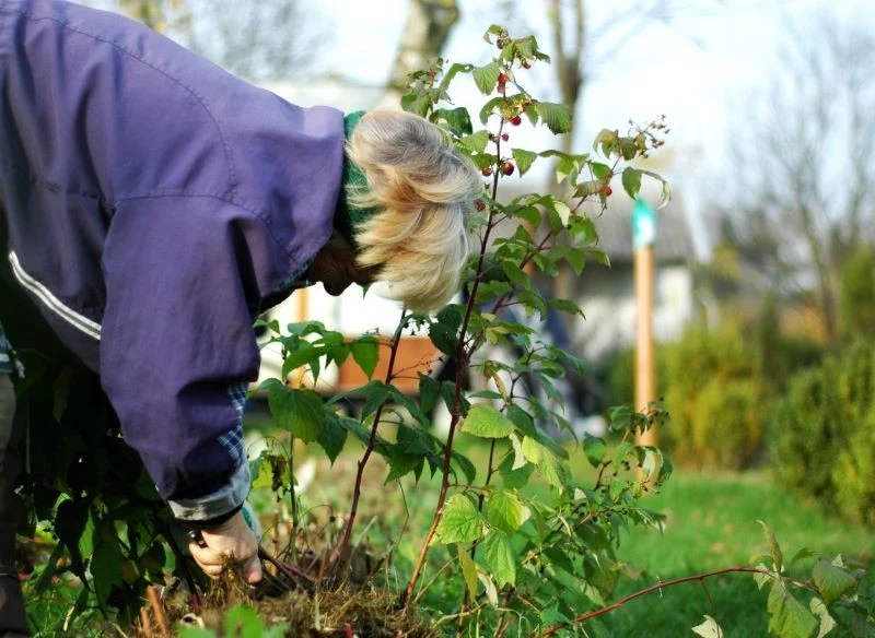 Regularnie przycinane i otulane naturalną ściółką na zimę maliny wiosną rosną mocniejsze i lepiej owocują