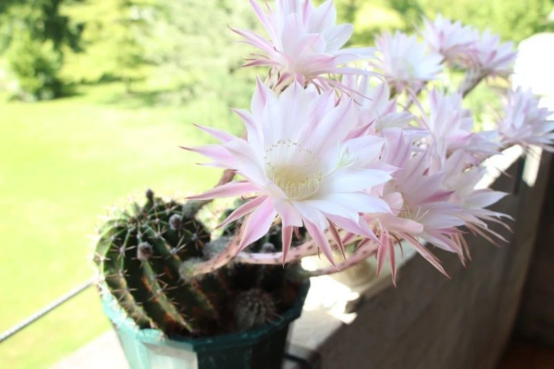 Echinopsis Eyriesa musi mieć zapewniony okres spoczynku