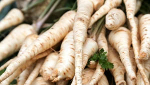 Jak siać pietruszkę w grudniu? Dobre odmiany do siewu ozimego, najlepszy sposób siewu