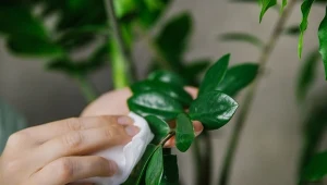 Jakie kwiaty doniczkowe można nabłyszczać, a jakich nie? Poniżej znajdziesz listę gatunków, którym przynosi to korzyść.