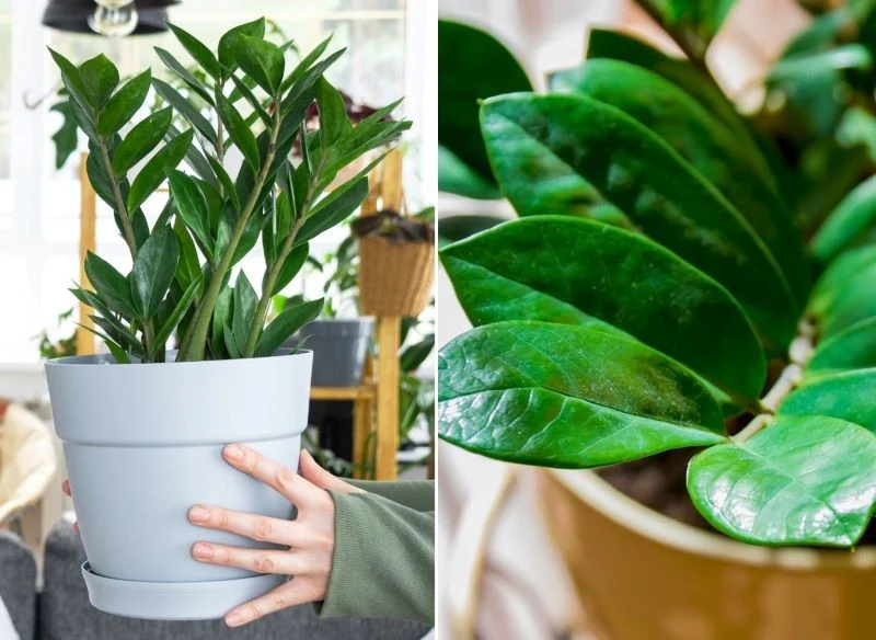 Naturalne metody pozwolą ci przywrócić połysk liściom zakurzonego zamiokulkasa