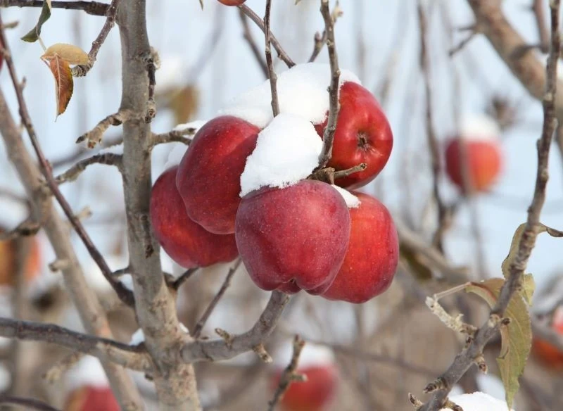 Jakie drzewa przycina się w grudniu