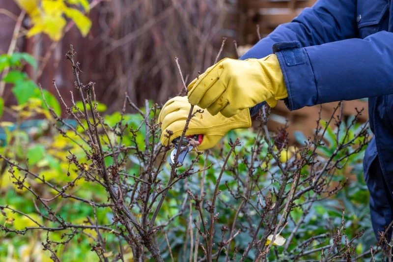 Tylko kilka krzewów można przyciąć w grudniu