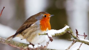 Nie wszystkie rudziki odlatują na zimę.