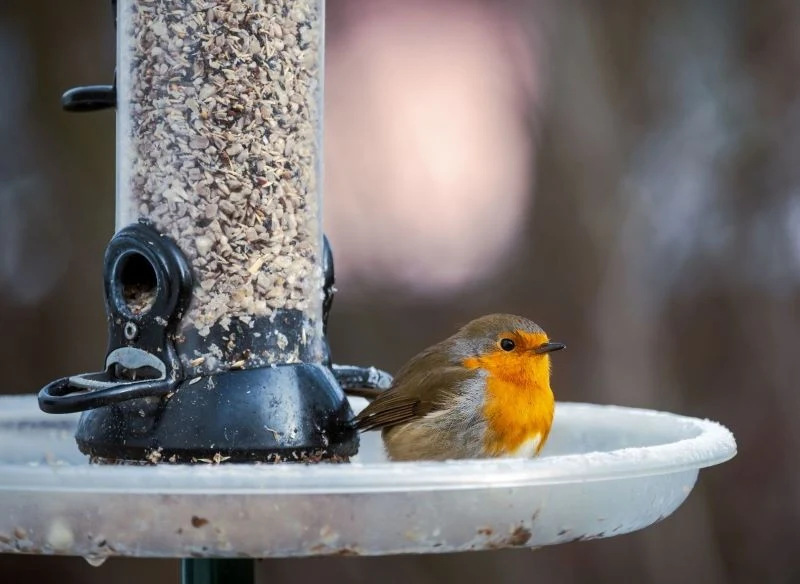 Zimą rudziki potrzebują naszego wsparcia