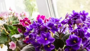 Jak dbać o fiołka afrykańskiego zimą? Czym go nawozić?