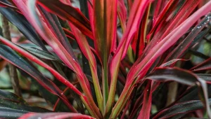 Poznaj popularne gatunki i odmiany kordyliny do uprawy domowej. Wyhodujesz z nich prawdziwe piękności.