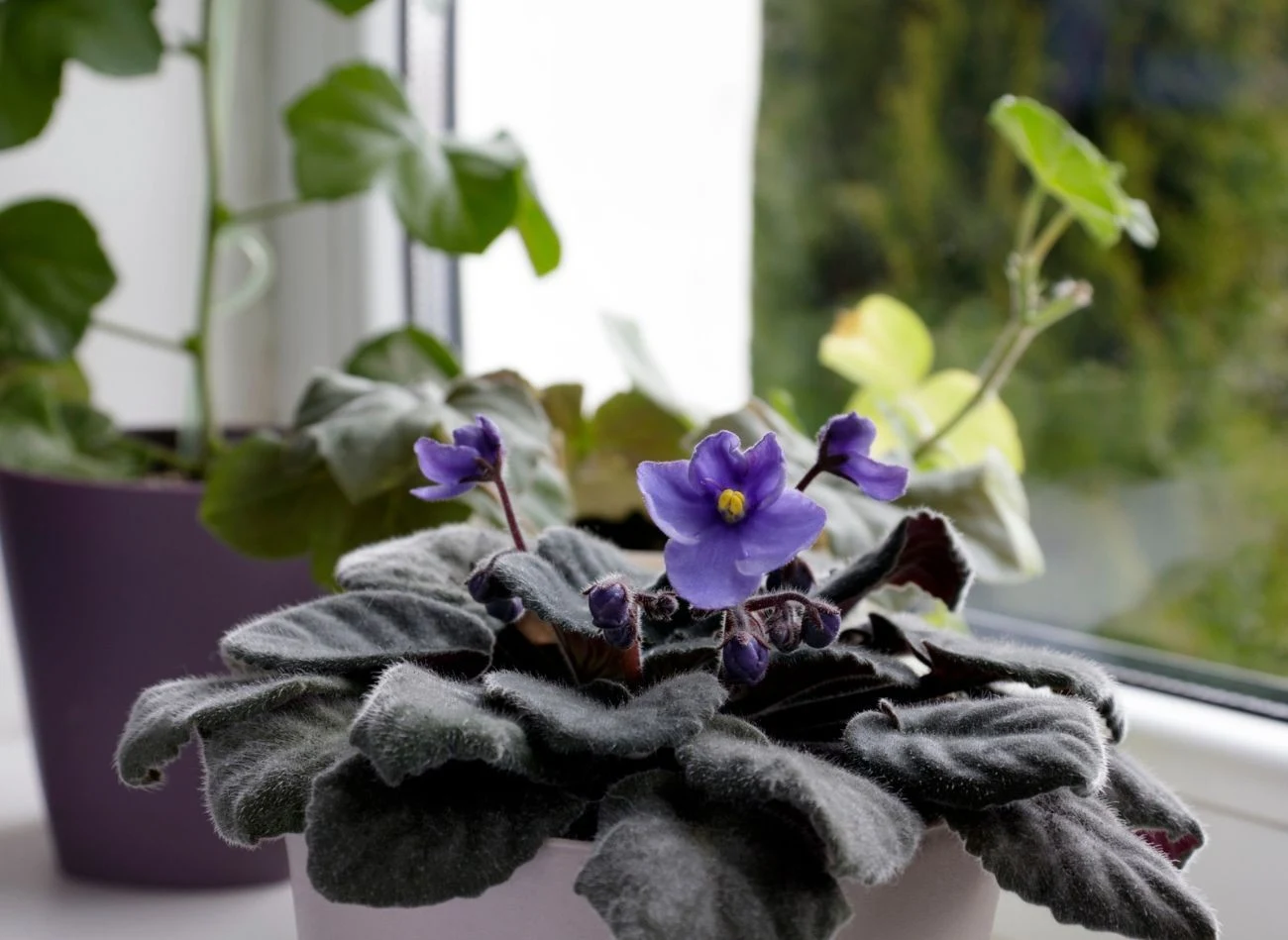 Podlewaj fiołka wywarem z łupin cebuli. Szybko wypuści pąki.