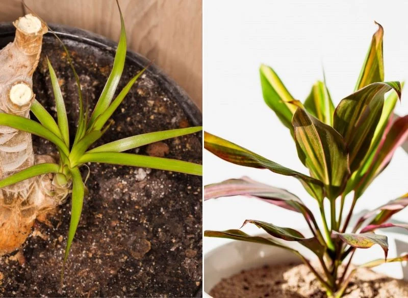 Po lewej młoda odnoga draceny, po prawej z kolei sadzonka kordyliny