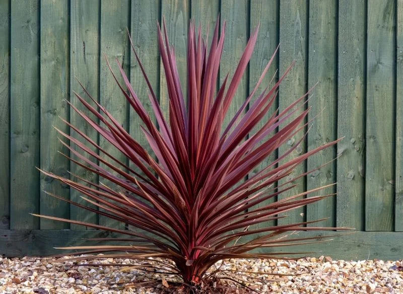 Palmowy, krzewiasty pokrój młodej kordyliny intensywnie wybarwionej na bordowo