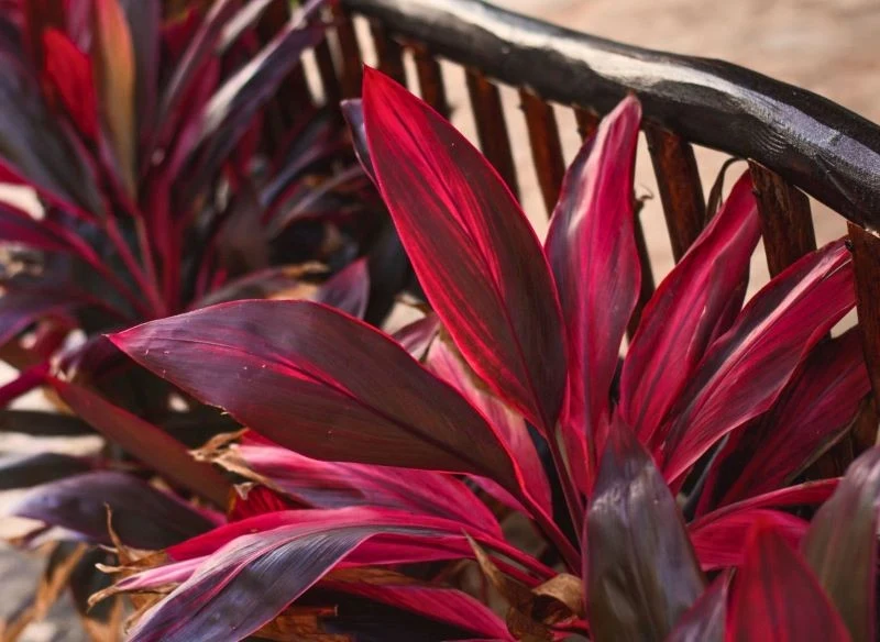 Barwne liście kordyliny dopełniają każdą tropikalną aranżację