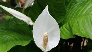 Właściwa pielęgnacja skrzydłokwiatu zimą pobudzi go do kwitnienia.