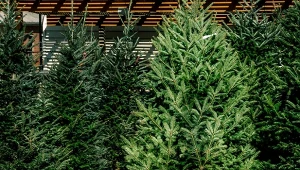 Na co zwrócić uwagę, kupując choinkę. Lepszy będzie świerk kłujący, serbski czy może jodła?