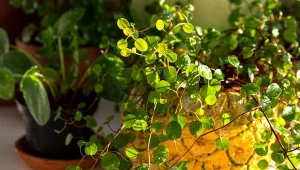 Jak uprawiać mulenbekię w doniczce? Bez większego trudu uzyskasz zachwycający efekt.