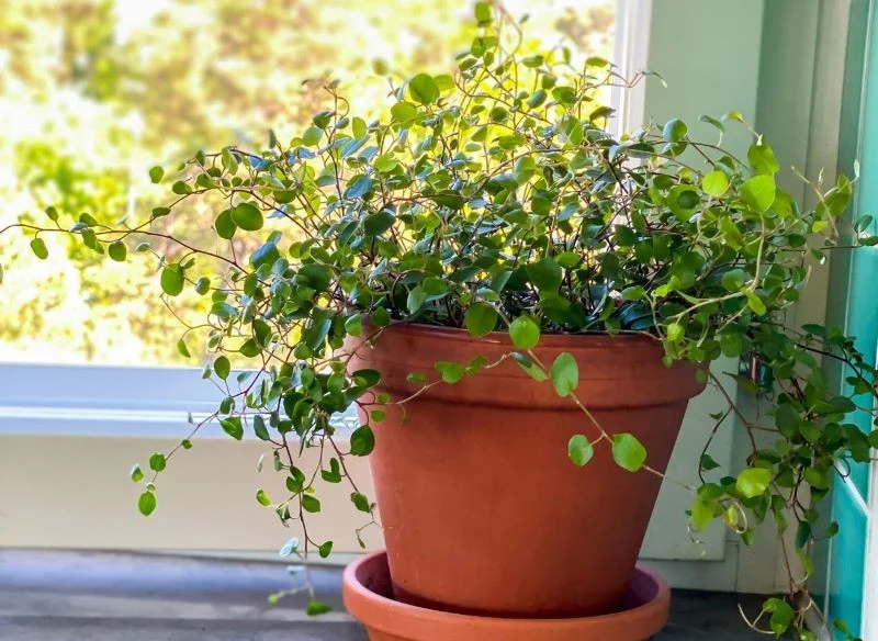 Posadzona w doniczce mulenbekia, wystawiona na stanowisko jasne, ciepłe i o delikatnie rozproszonym świetle, szybko się rozrasta